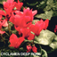 Cyclamen Deep Rose 10.5cm