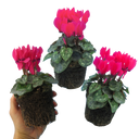 Cyclamen Deep Rose Plants