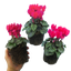 Cyclamen Deep Rose 10.5cm