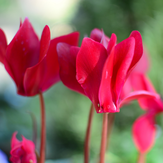 Cyclamen Deep Rose – Autumn and Winter Colour (Set of 3 or 6)