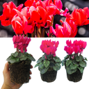 Cyclamen Deep Rose Plants