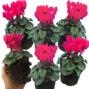 Cyclamen Deep Rose Plants