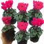 Cyclamen Deep Rose 10.5cm