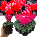 Cyclamen Deep Rose Plants