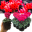 Cyclamen Deep Rose 10.5cm