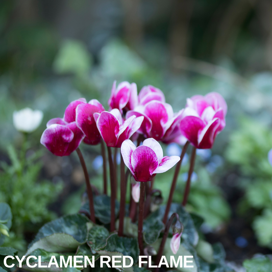 Cyclamen 'Flame Dark Red' in flower, deep magenta petals with white tips above marbled ivy-shaped leaves