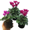 Cyclamen Flame Dark Red Plants