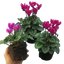 Cyclamen Flame Dark Red 10.5cm