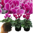 Cyclamen Flame Dark Red Plants