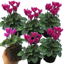 Cyclamen Flame Dark Red Plants