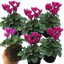 Cyclamen Flame Dark Red 10.5cm
