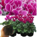 Cyclamen Flame Dark Red Plants