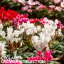 Cyclamen Flame Mix Plants