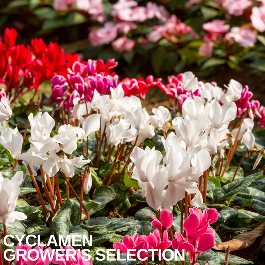 Bed of mixed cyclamen in flower, white blooms in front with red and pink behind, over marbled leaves