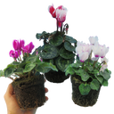 Cyclamen Flame Mix Plants