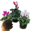 Cyclamen Flame Mix 10.5cm