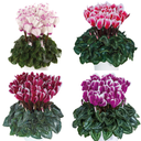Cyclamen Flame Mix Plants