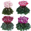 Cyclamen Flame Mix 10.5cm
