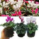 Cyclamen Flame Mix Plants