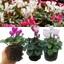 Cyclamen Flame Mix 10.5cm