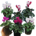 Cyclamen Flame Mix Plants