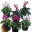 Cyclamen Flame Mix 10.5cm