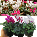 Cyclamen Flame Mix Plants