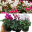Cyclamen Flame Mix 10.5cm