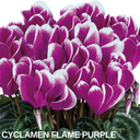 Cyclamen Flame Purple Plants