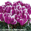 Cyclamen Flame Purple 10.5cm