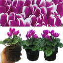 Cyclamen Flame Purple Plants