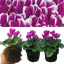 Cyclamen Flame Purple 10.5cm