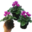 Cyclamen Flame Purple Plants