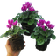 Cyclamen Flame Purple 10.5cm