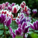 Cyclamen Flame Purple Plants