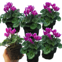 Cyclamen Flame Purple Plants