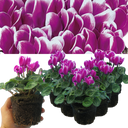 Cyclamen Flame Purple Plants
