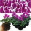 Cyclamen Flame Purple 10.5cm