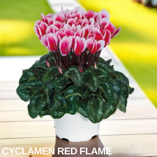 Single cyclamen in a white pot, rose-red flowers edged in white above silver-marbled dark green leaves