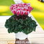 Cyclamen Flame Red 10.5cm