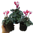 Cyclamen Flame Red Plants