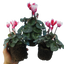 Cyclamen Flame Red 10.5cm