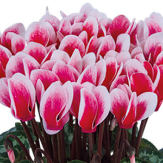 Cyclamen 'Flame Red' – Autumn and Winter Colour (Set of 3 or 6)