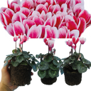 Cyclamen Flame Red Plants