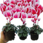 Cyclamen Flame Red 10.5cm