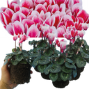 Cyclamen Flame Red Plants