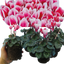 Cyclamen Flame Red 10.5cm