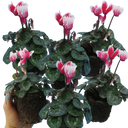 Cyclamen Flame Red Plants