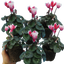 Cyclamen Flame Red 10.5cm