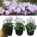 Cyclamen Flame White Plants